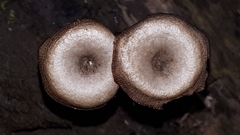 Arrhenia epichysium