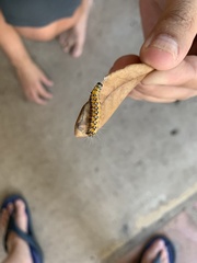 Uresiphita