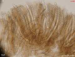Galactinia saniosa