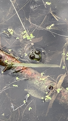 Lithobates