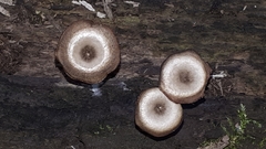 Arrhenia epichysium