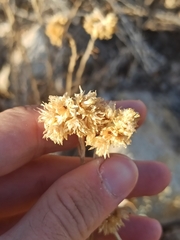 Helichrysum stoechas