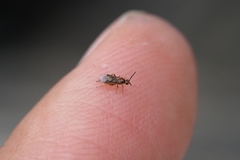 Ichneumonoidea