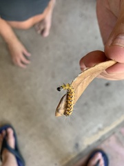 Uresiphita
