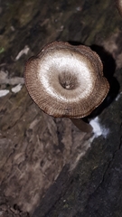 Arrhenia epichysium