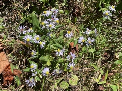 Symphyotrichum prenanthoides