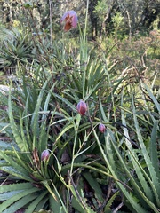 Calochortus barbatus