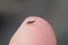 Ichneumonoidea