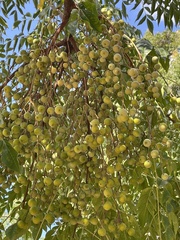 Pistacia chinensis