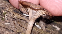 Arrhenia epichysium