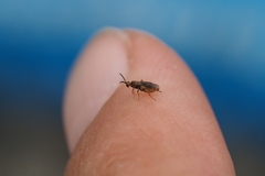 Ichneumonoidea