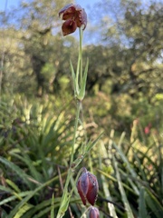 Calochortus barbatus
