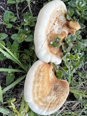 Ganoderma zonatum