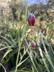Calochortus barbatus