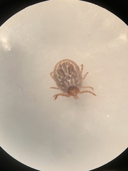 Amblyomma