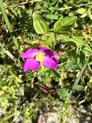 Rhexia virginica