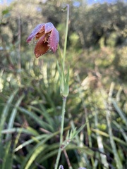 Calochortus barbatus