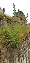 Echium vulgare