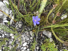 Aristea africana