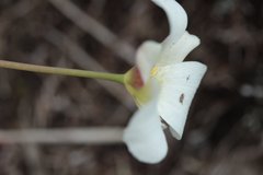 Calochortus exilis