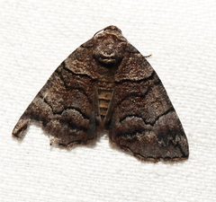 Dysbatus singularis