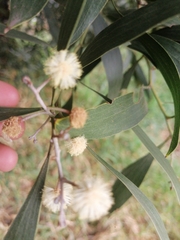 Acacia