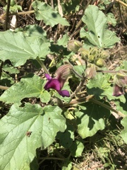 Proboscidea parviflora