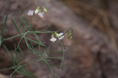 Lathyrus graminifolius