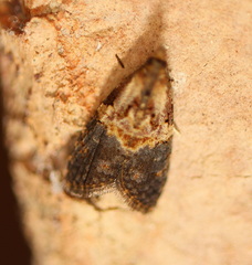Tortricidae