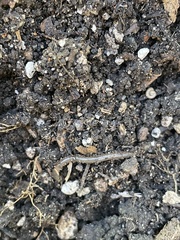 Lumbricus terrestris