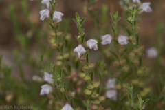 Scutellaria potosina
