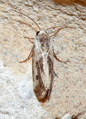 Ponometia phecolisca