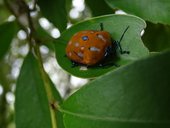 Poecilocoris druraei