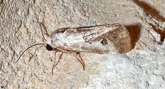 Ponometia phecolisca