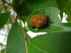 Poecilocoris druraei