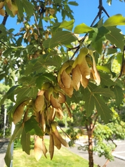 Acer griseum