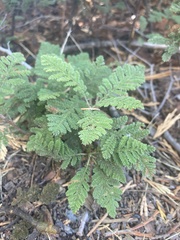 Chamaebatia foliolosa