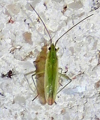 Trigonotylus