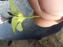 Elephantopus carolinianus