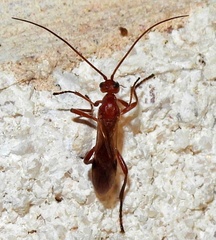 Aleiodes politiceps