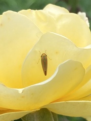 Graphocephala fennahi