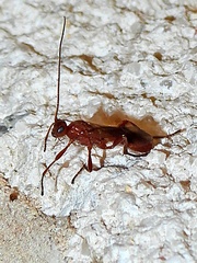 Aleiodes politiceps