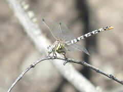 Erpetogomphus compositus