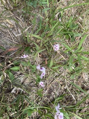 Agalinis tenuifolia