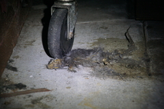 Rattus rattus
