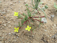 Camissonia dentata