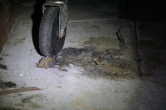 Rattus rattus