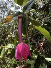 Passiflora cumbalensis