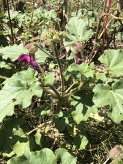 Proboscidea parviflora