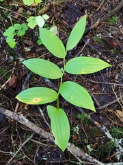 Streptopus lanceolatus